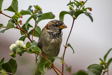 house sparrow
