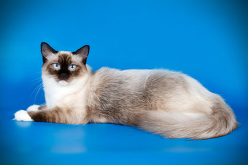 Neva masquerade cat on colored backgrounds