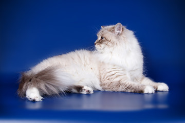 Neva masquerade cat on colored backgrounds