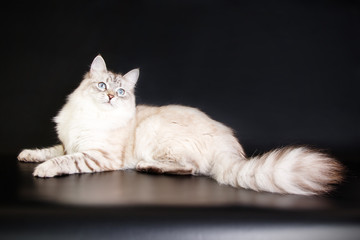 Neva masquerade cat on colored backgrounds