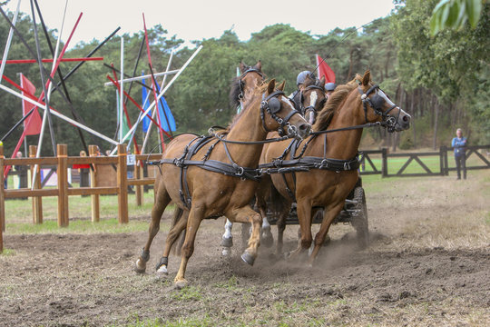 Vierspan bruine paarden laat zand opwaaien
