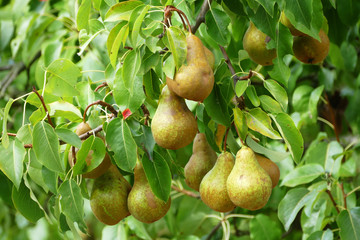 Pears ready for harvest