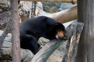 上野動物園 マレーグマ