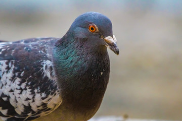 pigeon