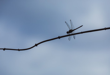 Dragonfly in the cloudy day.