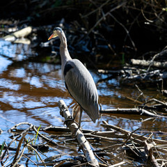 Heron Fishing
