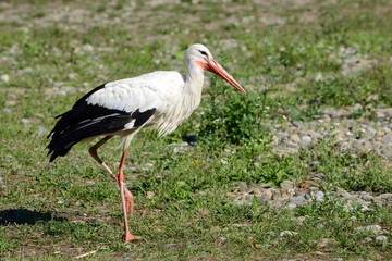 Storch im Elsass in Frankreich
