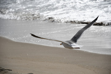 gull flight © Mike