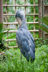 上野動物園 ハシビロコウ