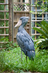 上野動物園 ハシビロコウ