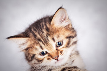 Close up portrait of a little tabby kitten