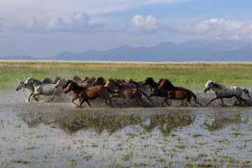 Wild horses are very nice in reed-bad. Photos were taken in turkey kayseri.