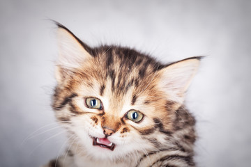 Close up portrait of a little tabby kitten