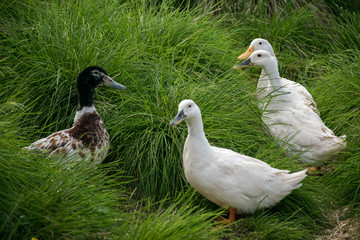 Ducks having a meeting