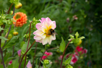 bumblebee gathers nectar on dahlia in the summer garden