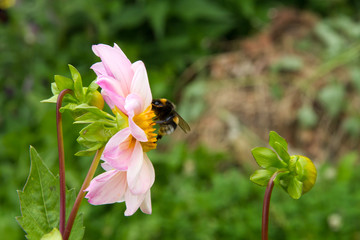 bumblebee gathers nectar on dahlia in the summer garden