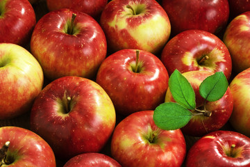 Harvesting,  a lot  of  organic   ripe  red apples.  One apple with green leaves.