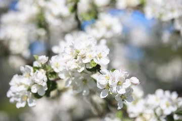beautiful spring  flowers