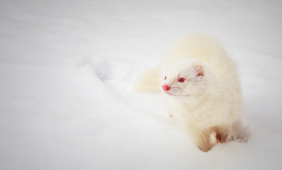 White albino ferret playing in the snow