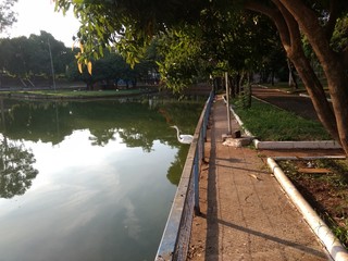 Fototapeta premium heron preparing to fly over a lagoon
