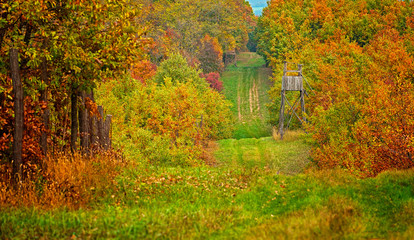 Pathway in the forest with wooden ambush