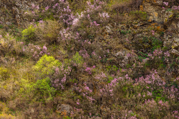 Beautiful rocky gray textured background with green trees and pink flowers. Surface mountain cliff close-up.