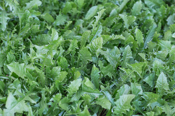 Close-up of green foliage dandelion background. Top view