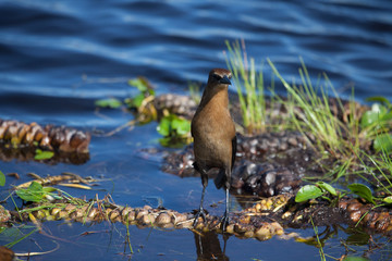 Boat-tailed grackle (Quiscalus major)