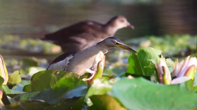 Little bittern (Ixobrychus minutus) in natural habitats.