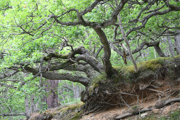 Fototapeta premium tree roots