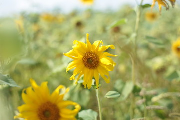 sunflower, flower, nature, field, yellow, summer, green, agriculture, sun, plant, blossom, sky, garden, beautiful, sunflowers, flowers, beauty, bright, bloom, meadow, spring, blue, sunny, floral, colo
