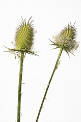 dipsacus fullonum isolato su sfondo bainco