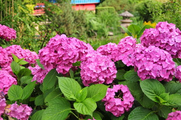 gradina botanica cluj Romania