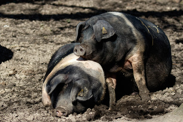 British Saddleback Pigs enjoying the mud