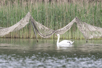 Schwan bei der Reuse mit gebrochenenem Bein / Cygnus