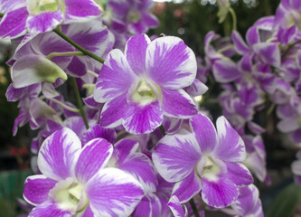 Beautiful orchid backdrop.