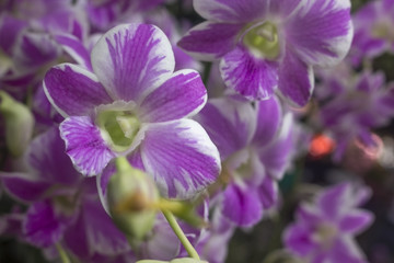 Beautiful orchid backdrop.