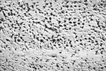 Detailed imperfect white texture of aerated foam block with holes close-up. Side of building is painted whitish. Background of construction from foamed material in macro. Decorative facing of house.