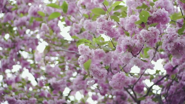 Beautiful kwazan cherry tree blowing in the wind, close up in slow motion
