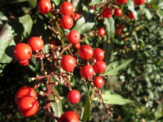 Obraz premium berry 