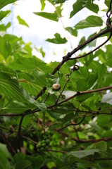 gradina botanica cluj Romania