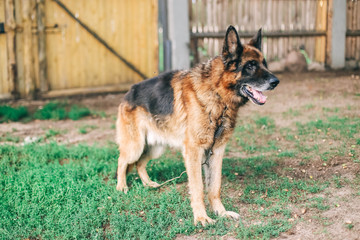 thoroughbred German shepherd in the nature