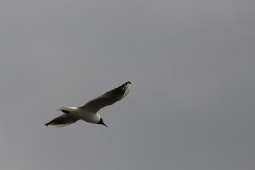 Seemöwe im Flug