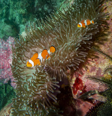 Naklejka na ściany i meble Anemone Clownfish (Ocellaris clownfish)