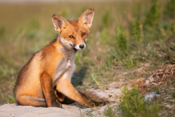 Naklejka na ściany i meble Little Red Fox near his hole in beautiful evening light