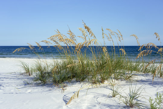 Ripe Sea Oats grace Pensacola, Florida's dazzling white beaches on the Gulf of Mexico each summer.
