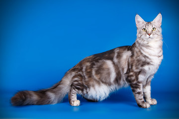 Maine Coon red cat on colored backgrounds