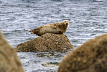 Seal On a Rock