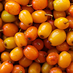 seabuckthorn sea buckthorn sea-buckthorn sea_buckthorn bright with a drop of water useful vitamin autumn