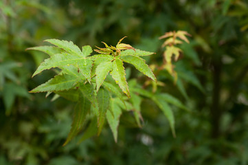 closeup of rain drops on japanese maple leaves in a japanese garden